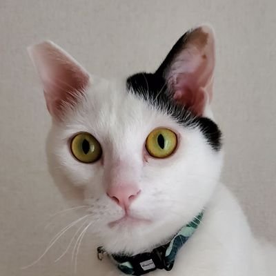 ROUDENMEIDEN's profile picture. #猫と和解せよ