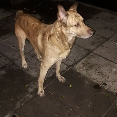 pedrocalisesi's profile picture. bostero y pescador cocinero y buen padre