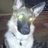 Jeff Bourne (@lilpuppy99) Twitter profile photo