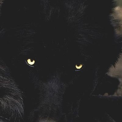 BerserkerWolfa's profile picture. Lone Wolf