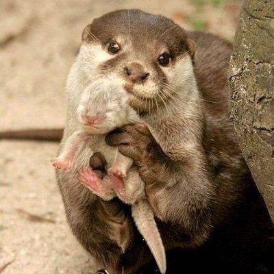 kumakku55's profile picture. 