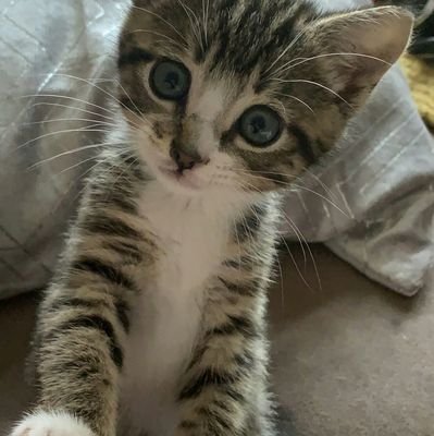 TheSive1's profile picture. Strive to become the best version of yourself