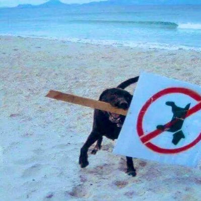 Natavoyyvengo's profile picture. entre muchas cosas, siempre| morada y reformista| neurodiverisdad, biodiversidad y economía circular| no me vengan con canciones de ❤(o sí...)