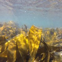 Benthic Ecology Team CIIMAR (@becologyciimar) 's Twitter Profile