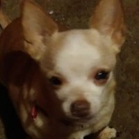 🌊✨Chili🐕💕✨🌊 (@smom_sara) 's Twitter Profile