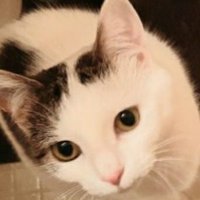 CeciliaCats2 (@sexton_cecilia) 's Twitter Profile Photo CeciliaCats2 (@sexton_cecilia) 's Twitter Profile Photo