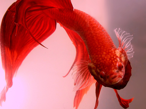 bettabits's profile picture. I run a website about Betta fish care, with articles, book and product reviews and of course information about keeping Betta fish healthy and happy.