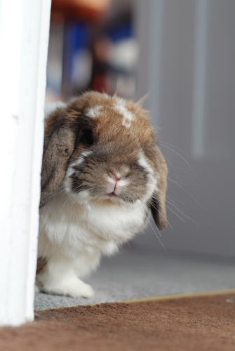 max was a drunken adoption 'yeah i'll have rabbit'. he bops about eats carrots likes to be stroked on the forehead; it's hypnotising. his keeper is @amyoga :)