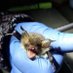 islandchiropteraecology (@chiropteraecol) Twitter profile photo islandchiropteraecology (@chiropteraecol) Twitter profile photo