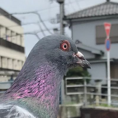 あーまいぜさんのプロフィール画像