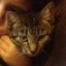 Pumpkin the Destroyer (@mmmmmmmmmmjgyft) Twitter profile photo