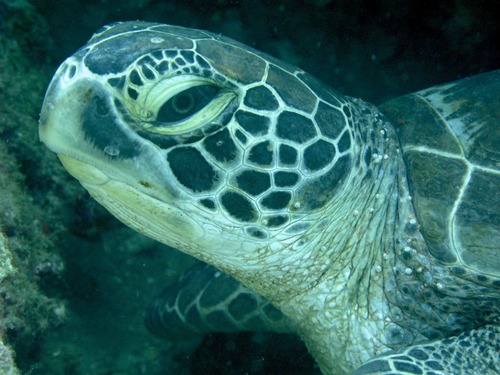 wthomson11's profile picture. Fan of the sea, its creatures, its protectors, and its other fans.