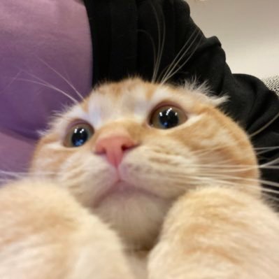 とらチャンネル Toraaachannel Twitter