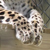 Touching Paws (@pawstouching) 's Twitter Profile