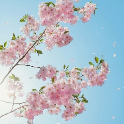 YoLo_Passion_'s profile picture. 