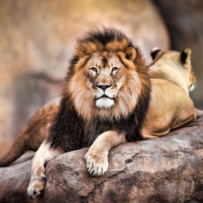 Cuenta en la que mostraremos vídeos de YouTube sobre Naturaleza y Vida salvaje #Wildlife #Comservation #ClimateChange ⬇️⬇️Pulsa el enlace de debajo ⬇️⬇️