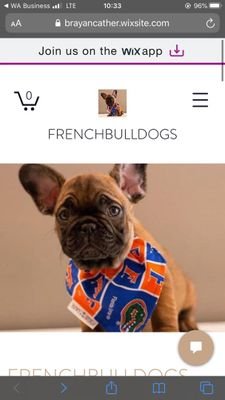 frenchbulldogs for sell at moderate prices