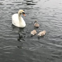 Kerry (@kerrymogolofsky) 's Twitter Profile