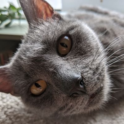 APCatDad1's profile picture. Decision scientist