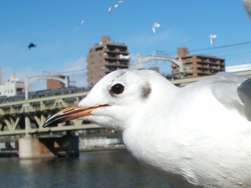 larus_syawa Profile Picture