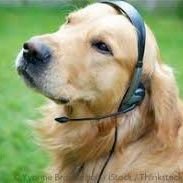 Emergency_Doggo Profile Picture