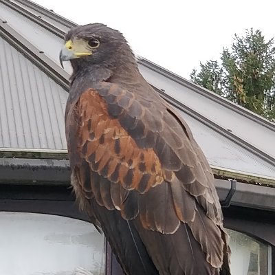 Feronex's profile picture. Interested in lots of stuff, mostly a bit obscure. 🇬🇧🏳️🌈 Biology is not bigotry. Make no assumptions. Eclectic. Problematic.