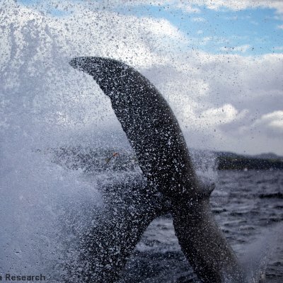 Cascadia is a 501(c)3 non-profit research and educational organization based in Olympia, WA, and founded in 1979. We focus on marine mammals, birds & bats