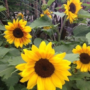 HannaBird2's profile picture. 