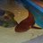 ReadytheRabbit's profile image