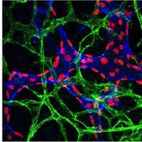 Oliver Lab (@nu_lymphatics) 's Twitter Profile Photo Oliver Lab (@nu_lymphatics) 's Twitter Profile Photo