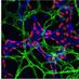 Oliver Lab (@nu_lymphatics) Twitter profile photo Oliver Lab (@nu_lymphatics) Twitter profile photo