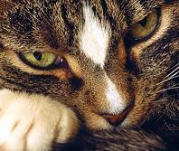 rojo_bell's profile picture. Si no luchas por lo que quieres, después no llores porque lo pierdes