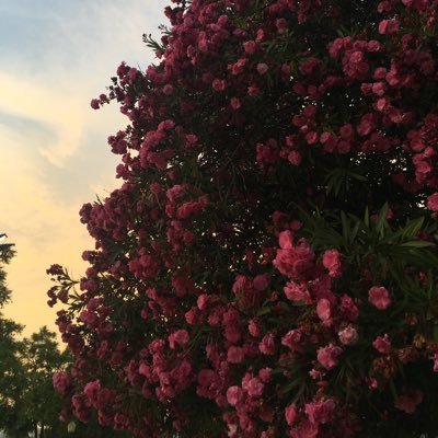 kruetz1's profile picture. UWO '17