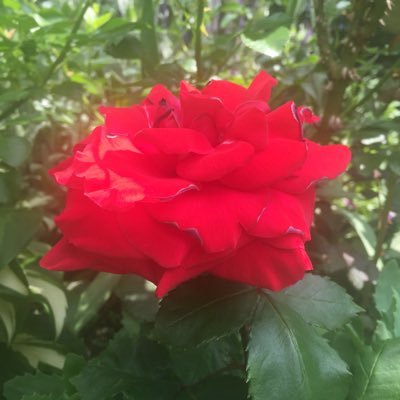 ElizabethGrzeg1's profile picture. Kocham ogrody prawa strona