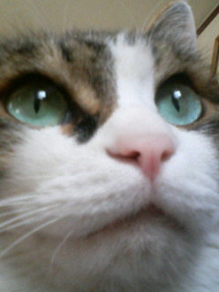 cooky1962's profile picture. 311がきっかけでつぶやき始めました。どんな事があっても、道を見失わないように先を明るくみて歩いていきたいです。