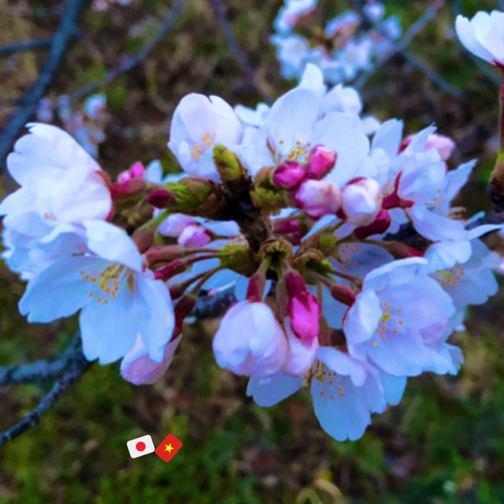 asano_aoisakura's profile picture. 2所換気(入口狭く出口大きく) /PCR4日内/唾液PCR9日以内/不織布マスク場面捨て/マスクのノーズフィッターWに(👁Λ👃Λ👁) /二重マスクはウレタン外側1層目+不織布肌側2層目で超高密着 /高齢者持病持ち高密着高性能マスク/ マスク片耳外し紐持ち替えor紐持ち全外し紙の上置き /トイレに蓋+トイレシート