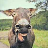 HellsBells (@hellsbellsbbs) 's Twitter Profile Photo HellsBells (@hellsbellsbbs) 's Twitter Profile Photo