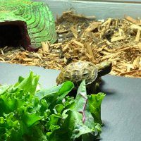 TimTheTinyTort (@timtort) 's Twitter Profile
