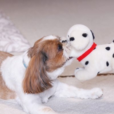 Take1009 シーズー犬と猫の飼い主 Taketak Twitter