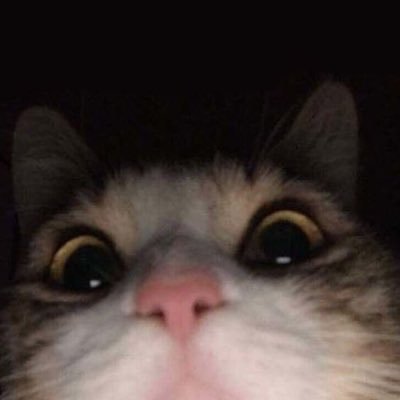 zidaan_2000's profile picture. biddy bop bop