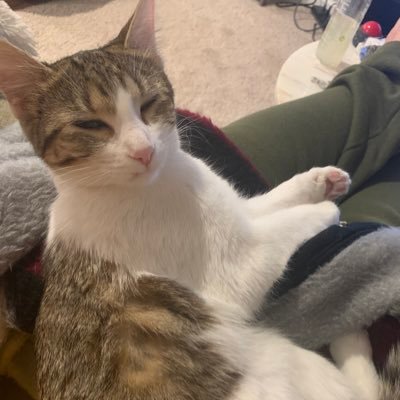 SithLordNinja1's profile picture. 