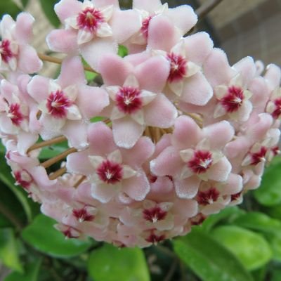 サクラランさんのプロフィール画像