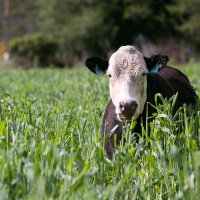 Regenerative Ag Network (@regenagnet) 's Twitter Profile