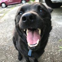 Chung ping Ting (@iandthree3) 's Twitter Profile
