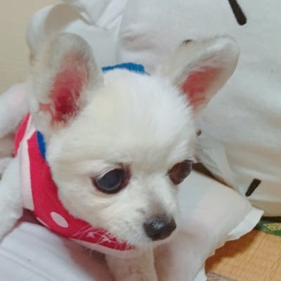 ほわいと プロネフラ売ってる通販サイトご存知の方いませんか 腎不全 犬 プロネフラ ほわいと プロネフラ売ってる通販サイトご存知の方いませんか 腎不全 犬 プロネフラ