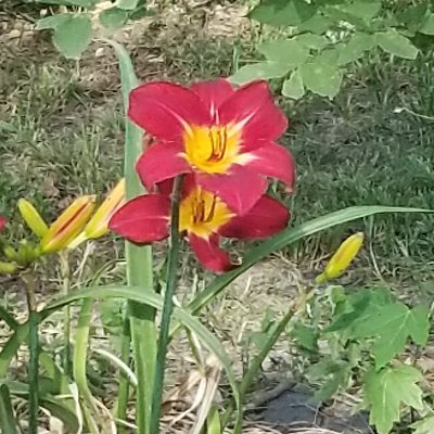 JaimeSchalk's profile picture. Just a mom of 5 crazy kids!