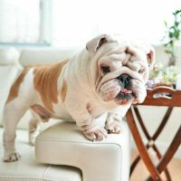 Bulldog Heaven (@bulldog_heaven) 's Twitter Profile Photo Bulldog Heaven (@bulldog_heaven) 's Twitter Profile Photo