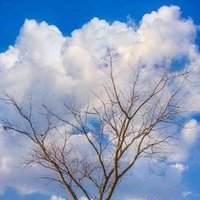 Dr. Najeb Masoud (@najeb2000) 's Twitter Profile