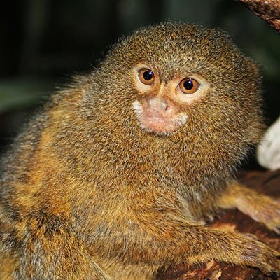 Tiny Monkey Timeさんのプロフィール画像