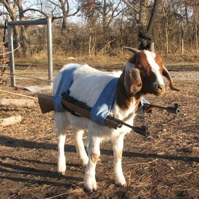 Comutinyさんのプロフィール画像